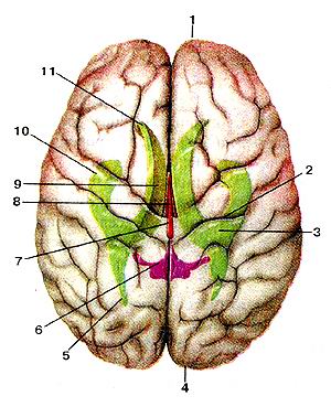 Рис. 338. Большой мозг (cerebrum). 
  Проекция боковых желудочков на поверхность полушарий большого
  мозга. Вид сверху. I-лобная доля; 2-цент-ральная борозда; З-бо-коной желудочек; 
  4-за-тылочная доля; 5-зад-ней рог бокового желудочка; 6-IV желудочек; 7-водопровод 
  мозга; 8-III желудочек; 9- центральная часть бокового желудочка; 10-ниж-ний 
  рог бокового желудочка; 11-передний рог бокового желудочка.
  Fig. 338. Cerebrum. Проекция боковых желудочков на поверхность полушарий большого 
  мозга. Вид сверху. I-lobus fronlalis; 2-sulcus centralis; 3-ventriculus lateralis; 
  4-lobus occip-italis; 5-cornu posterius ventriculi lateralis; 6-IVventriculus; 
  7-aguaecluc-tuscerebri; 8-111 ventriculus; 9-pars centralis ventriculi lateralis; 
  10-cornu inferius ventriculi lateralis; 11-cornu anterius ventriculi lateralis.
  Fig. 338. Cerebrum. Projections oflateral ventricles on the surface of
  the hemispheres of the cerebrum. Superior aspect. I-frontal lobe; 2-ccntral 
  fissure; 3-latcral ventricle; 4-occipital lobe; 5-back horn of the lateral ventricle; 
  6-IV ventricle; 7-aqucduct of brain; 8-111 ventricle; 9-central part oflateral 
  ventricle; 10-inferior horn of lateral ventricle; 11 -anterior horn oflateral 
  ventricle.
